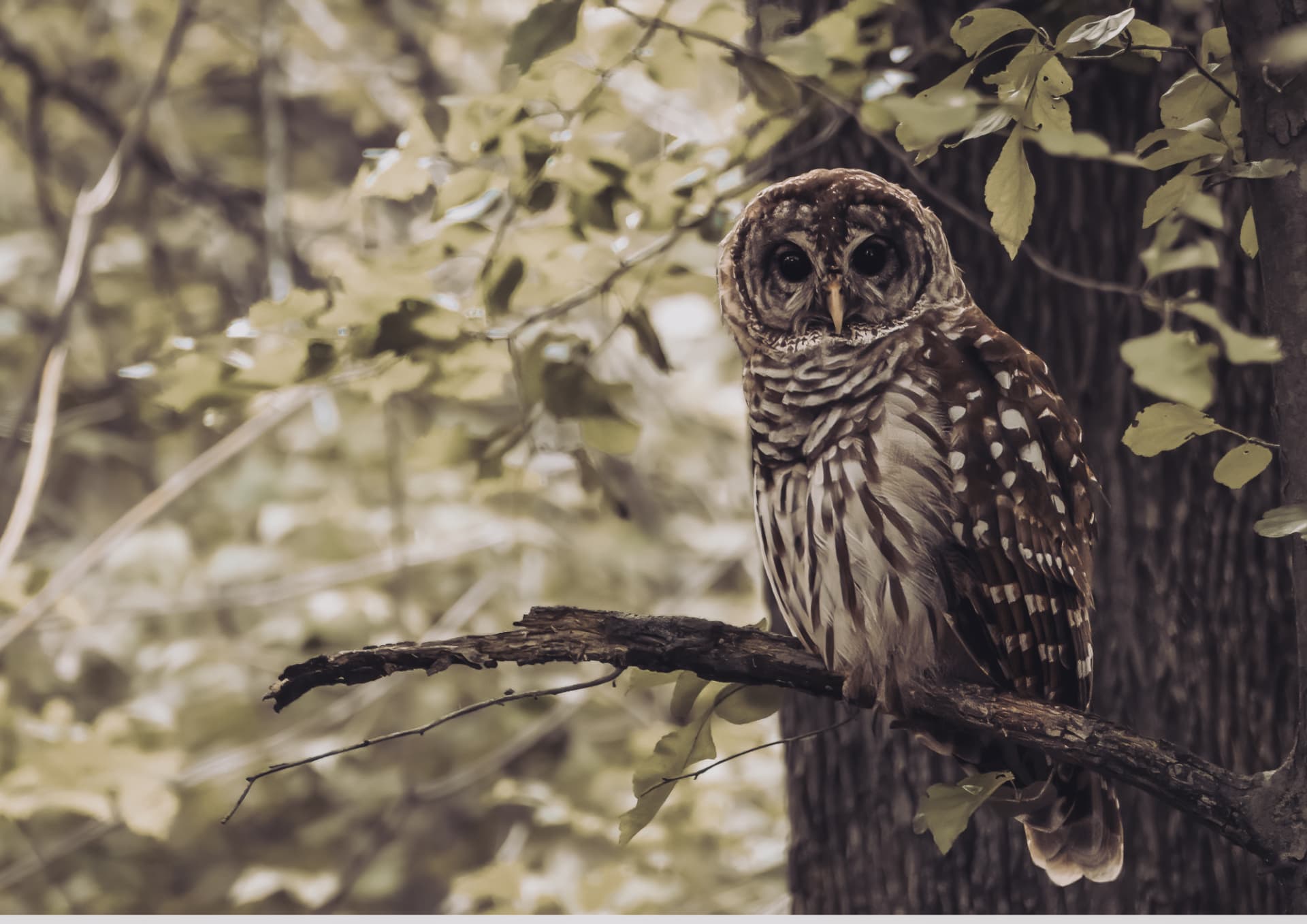 A barred owl perched on a bare branch in a sunlit forest